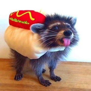 Meet your Posher, Alexa